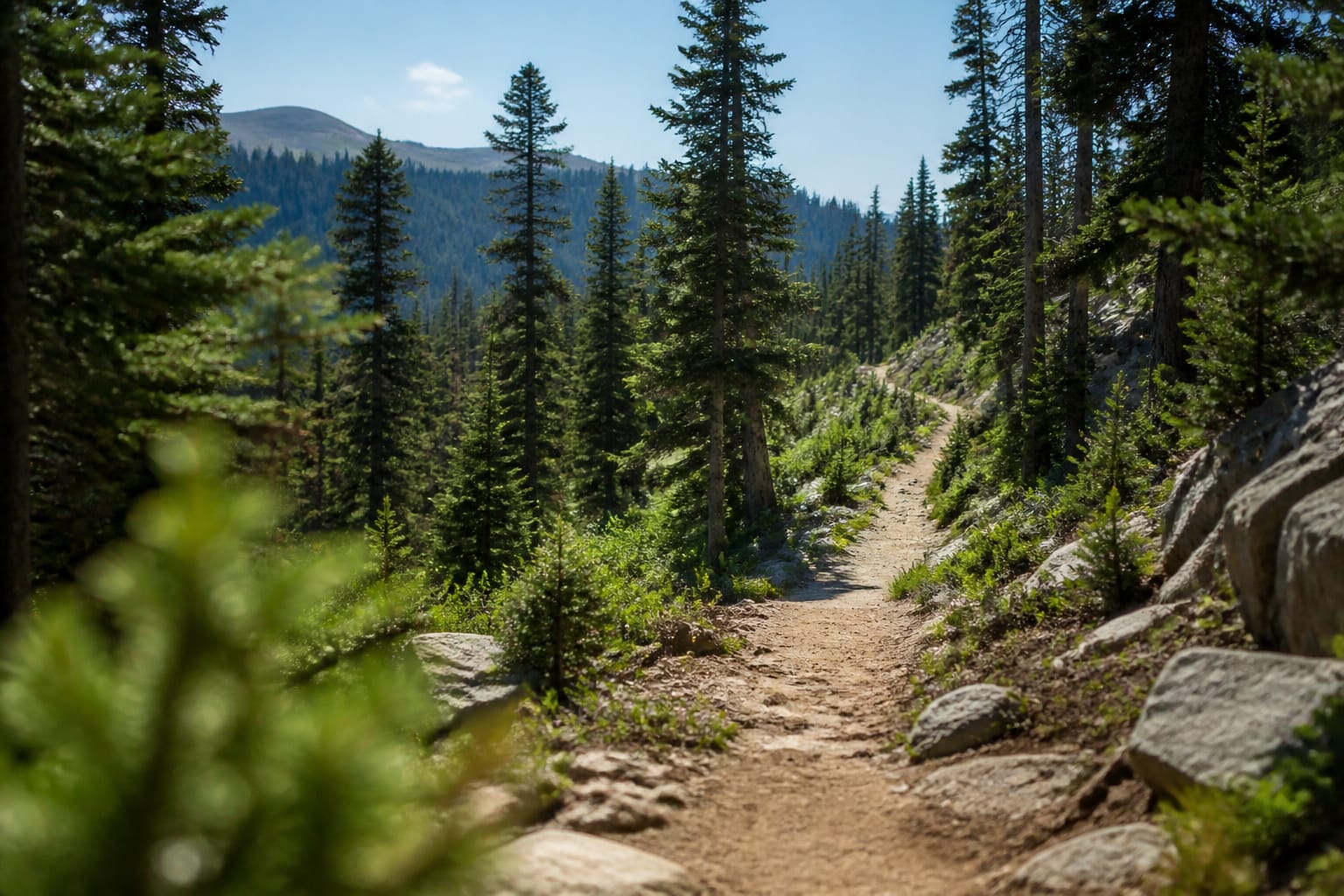Long hiking trail winding through a forest