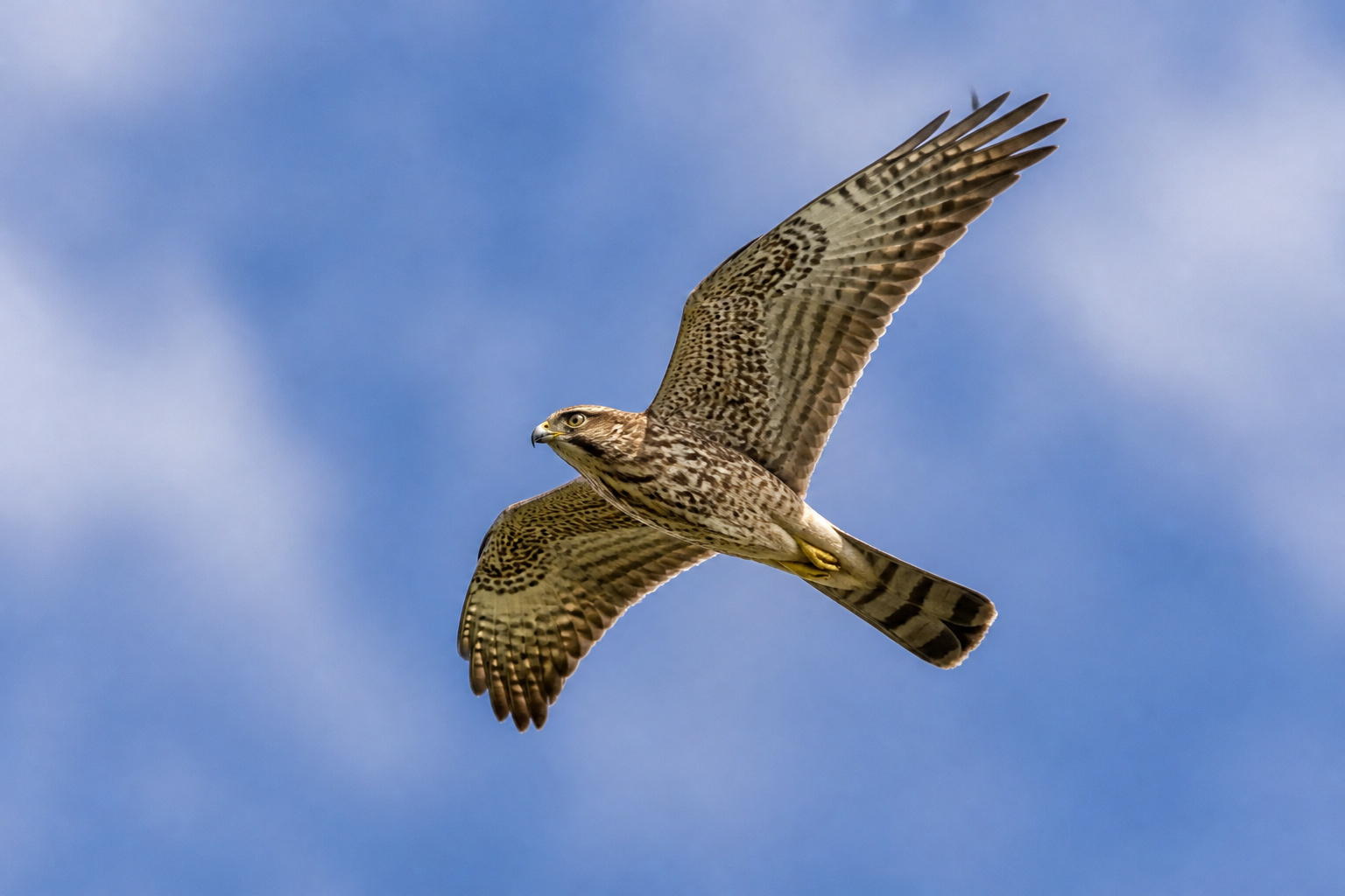 Bird in flight sharply in focus